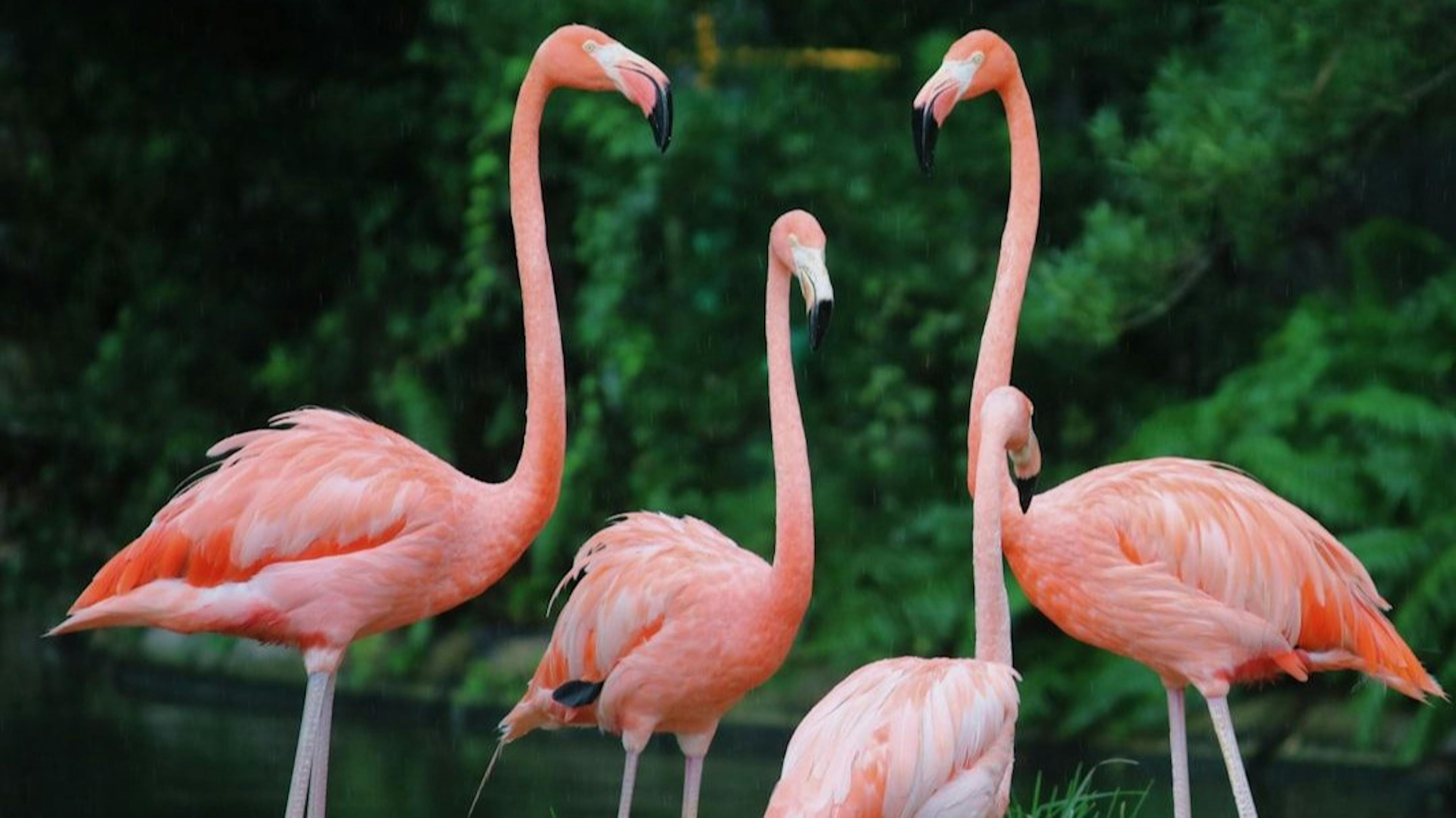 featured image - Med-Flamingo: a Multimodal Medical Few-shot Learner - Related Works