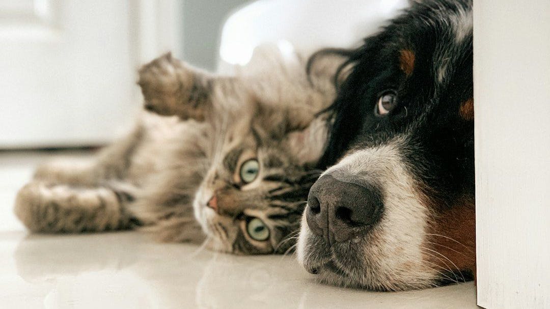 /how-to-do-better-next-time-when-your-colleagues-cat-passes-56bn31cq feature image