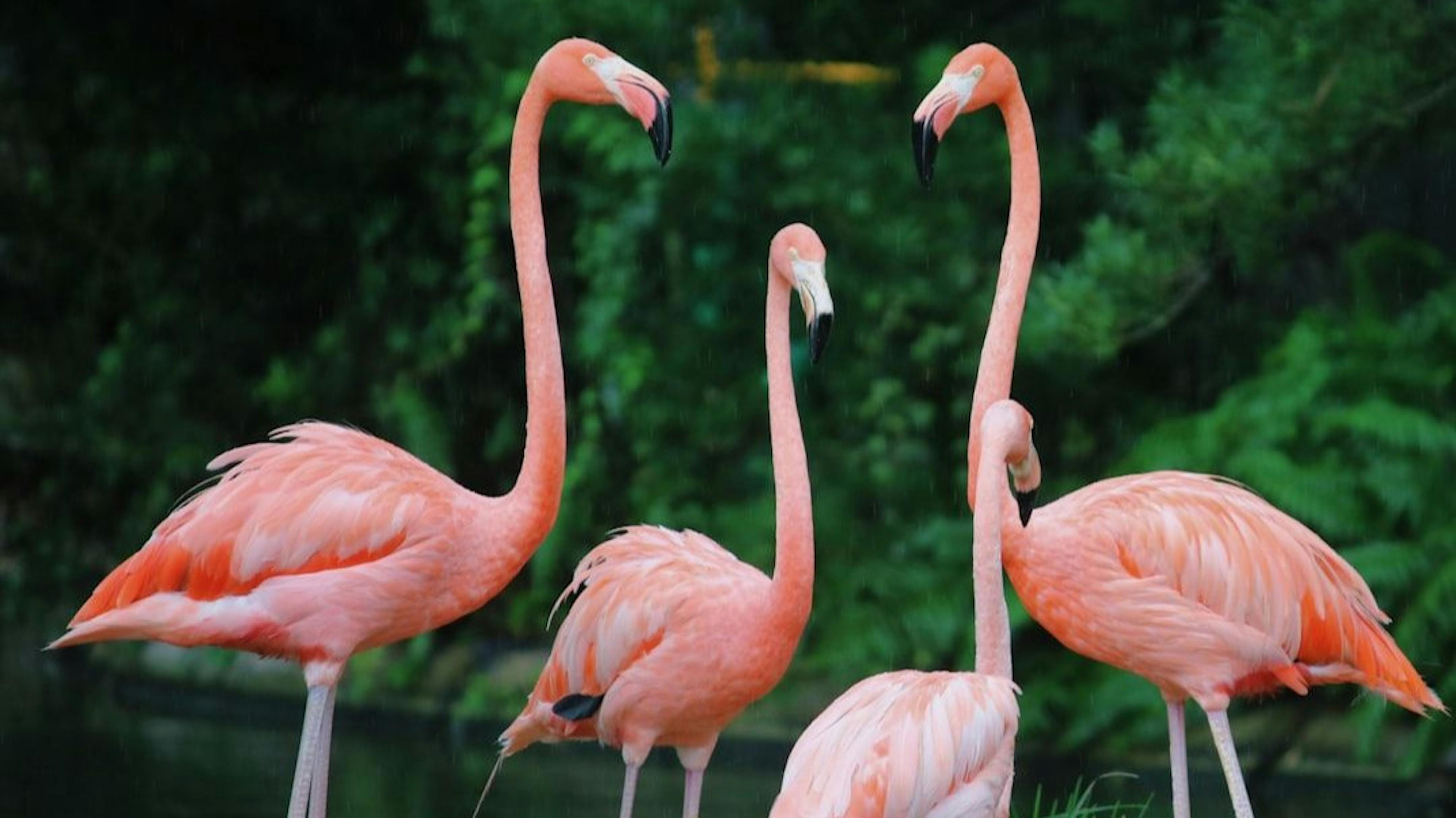 featured image - Med-Flamingo: a Multimodal Medical Few-shot Learner - Discussion, Acknowledgments, and References