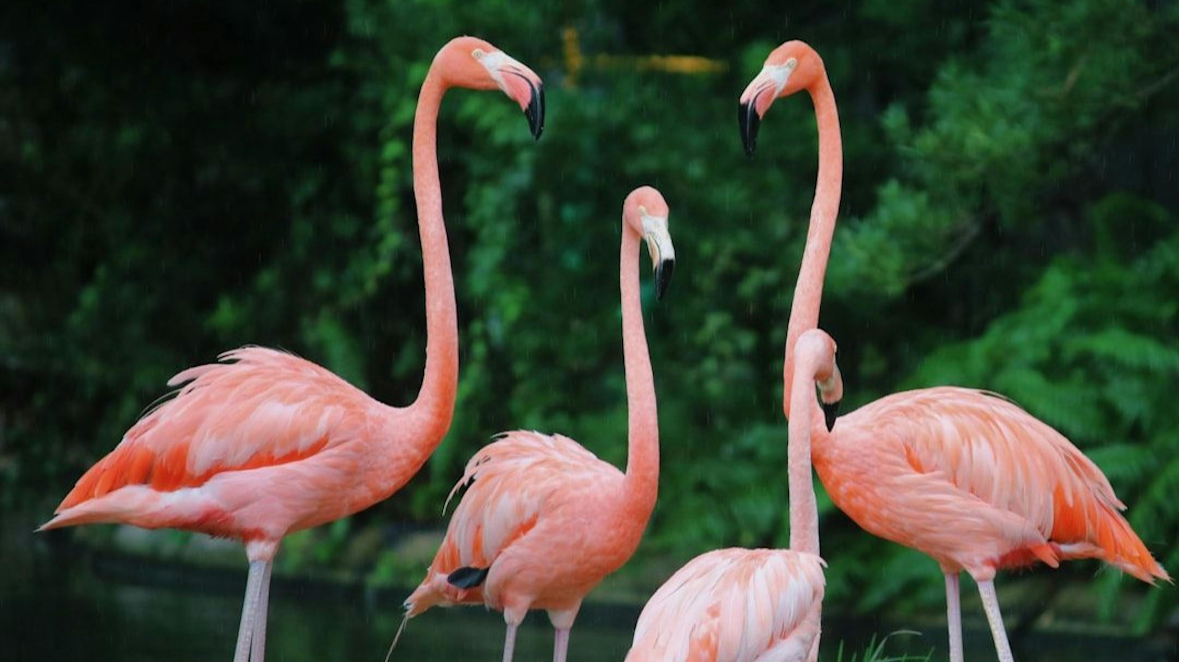 featured image - Med-Flamingo: a Multimodal Medical Few-shot Learner - Appendix