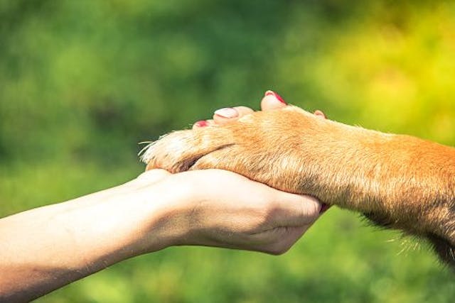 /the-human-side-of-animals-chapter-15-the-future-life-of-animals feature image