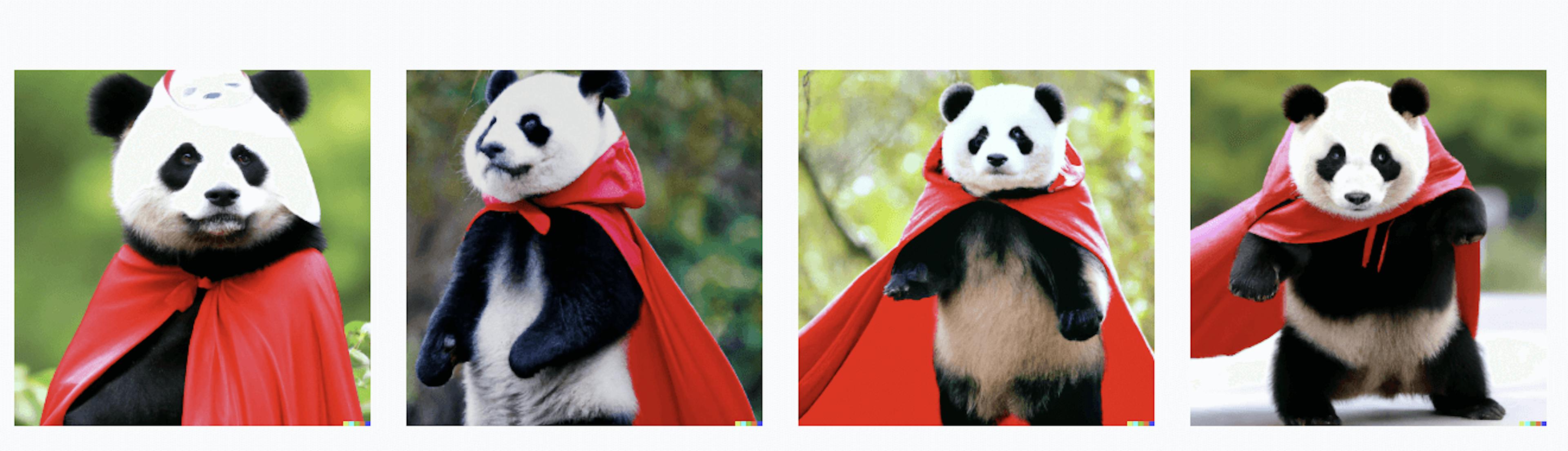 panda dans une cape rouge