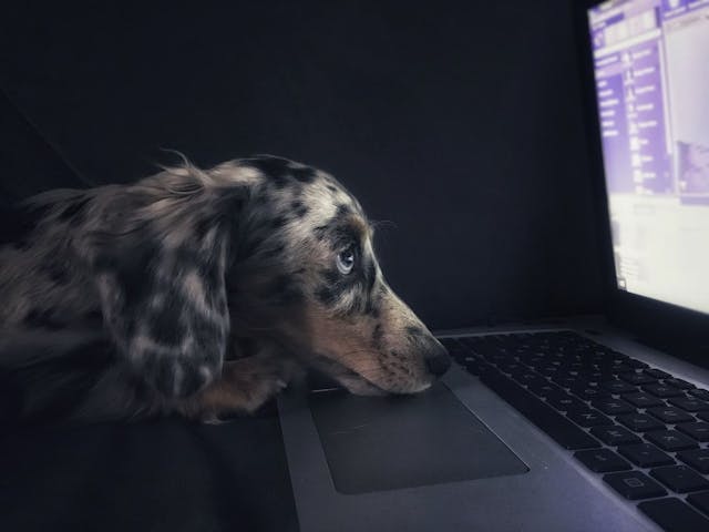 /pet-tech-is-getting-crazy feature image