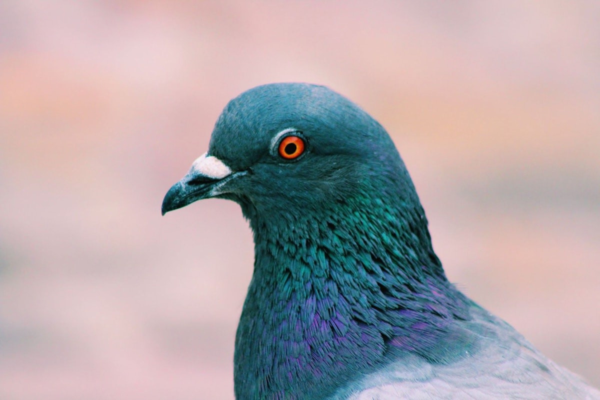 featured image - Skills Of The Modern-Day Rock Dove: Look For These In Your Email Marketing Tool