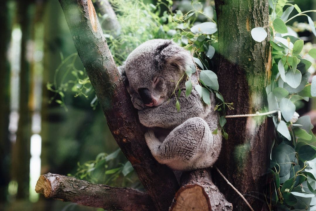 /these-nfts-might-help-save-the-koalas-a-species-in-danger feature image