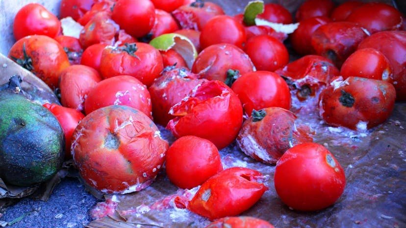 /startup-interview-with-chase-palmieri-ceo-of-credder-or-rotten-tomatoes-for-news feature image