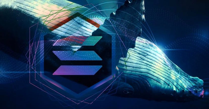 /solend-bloodbath-how-a-single-whale-almost-brought-down-the-solana-blockchain feature image
