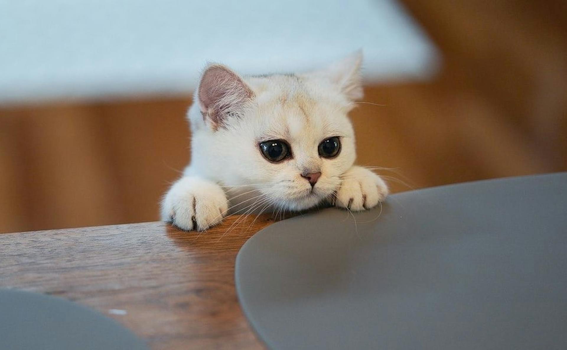 featured image - How to Win as an Associate Software Engineer