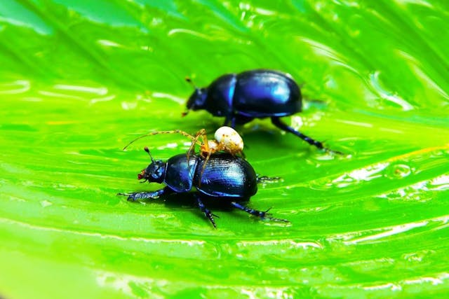 /asterisks-unnoticed-bug-the-double-quote-bug-ax2b378b feature image
