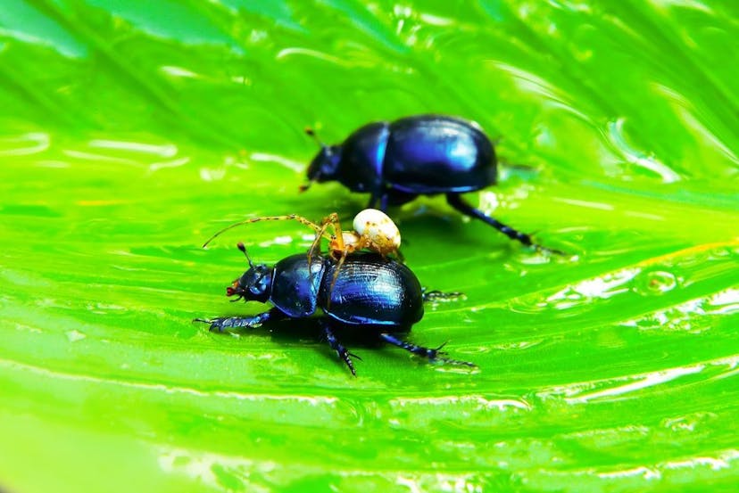 /asterisks-unnoticed-bug-the-double-quote-bug-ax2b378b feature image