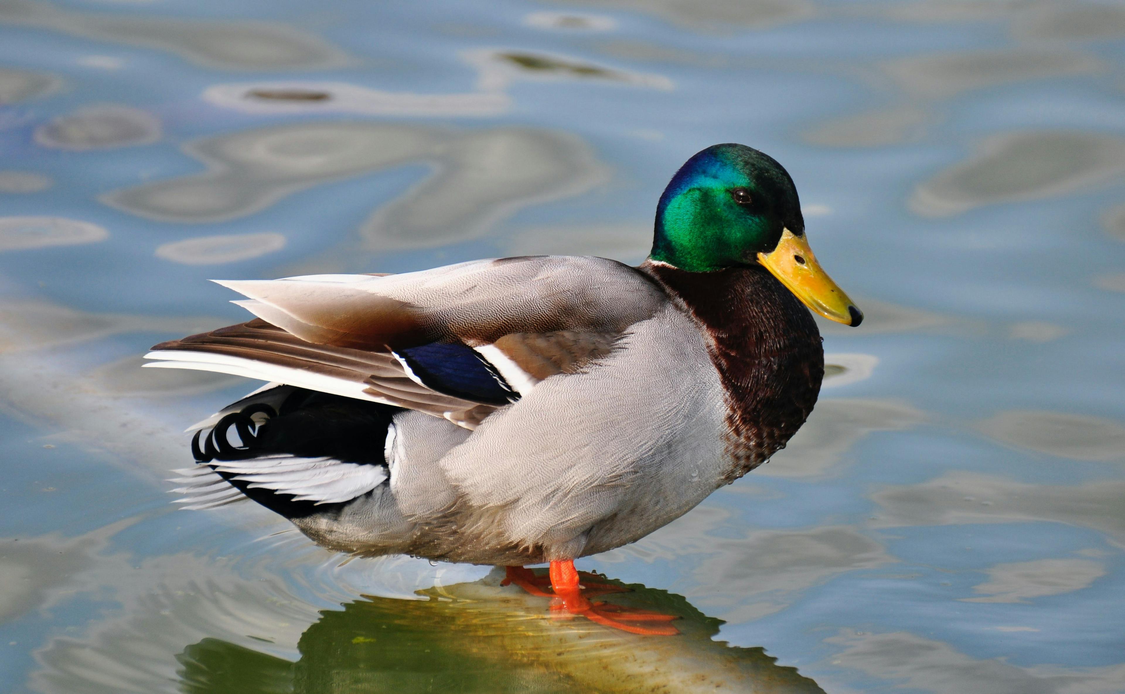 featured image - Learning Duck Typing in Javascript