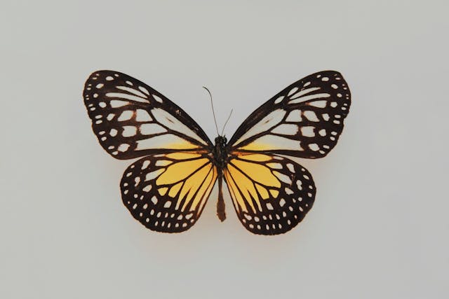 /get-rid-of-your-self-imposed-restrictions-an-app-review-of-freedom-0o4a359w feature image