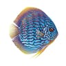 biodiscus