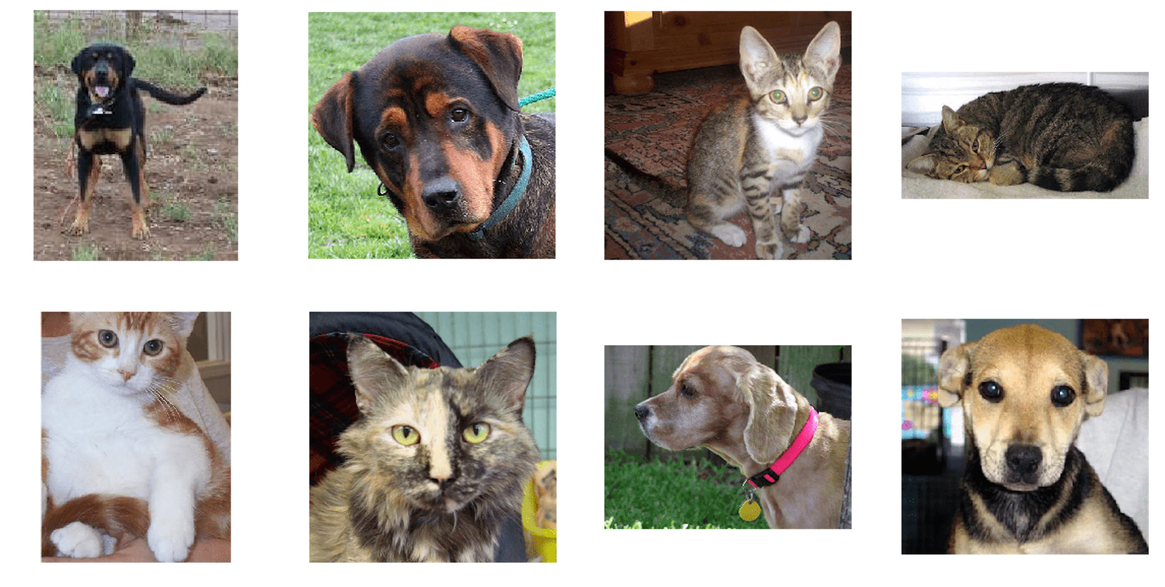 Dogs vs Cats images