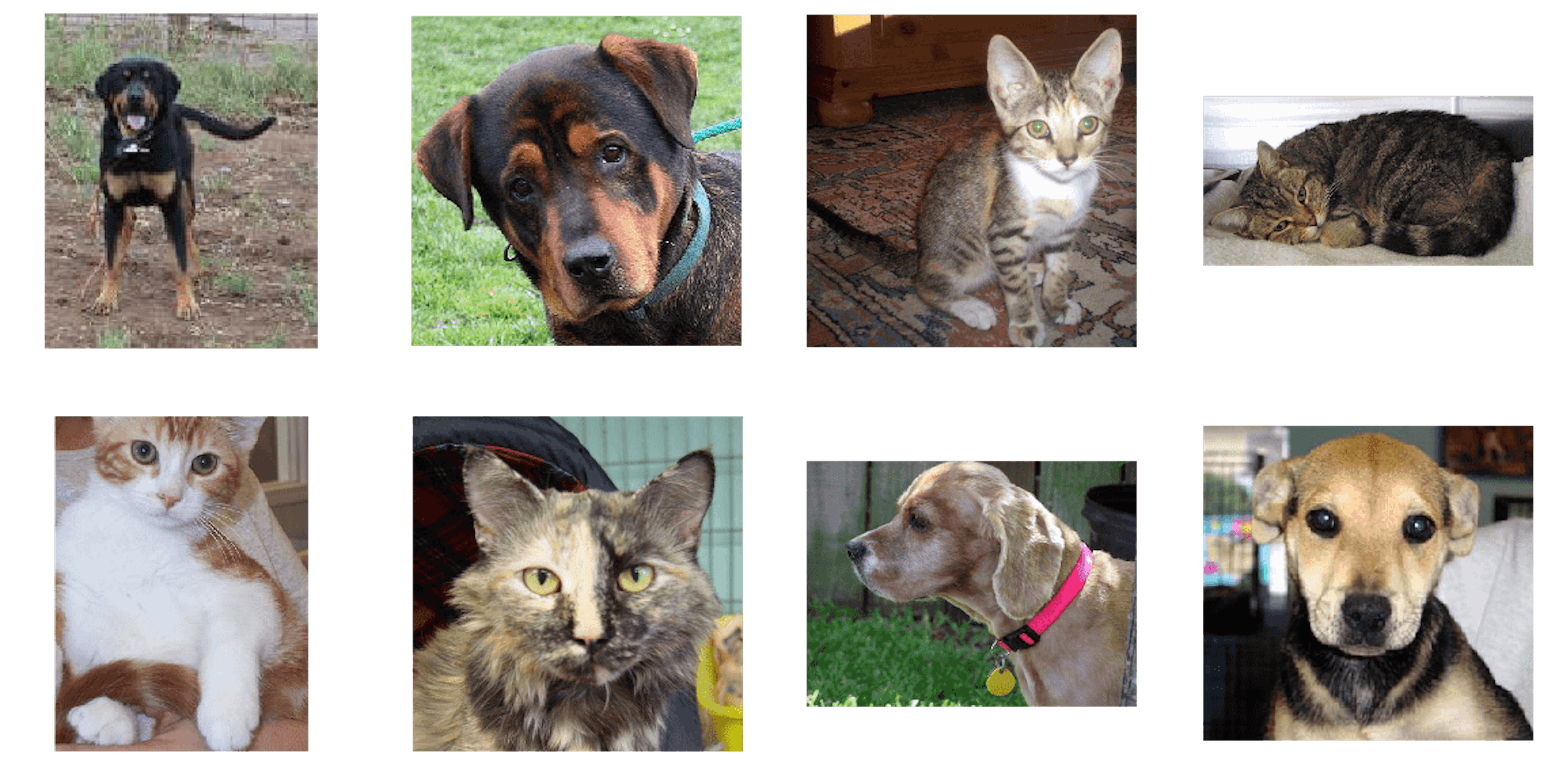 Dogs vs Cats images