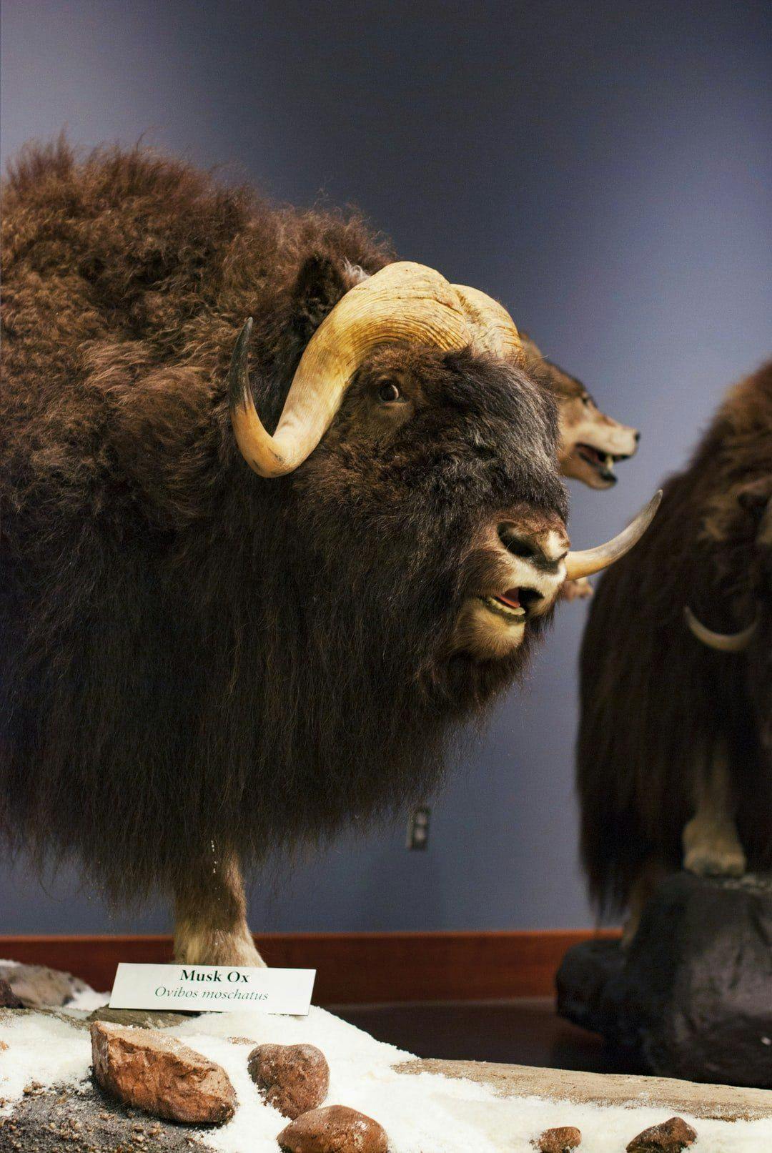 featured image - Always Bet Musk's Oxen!