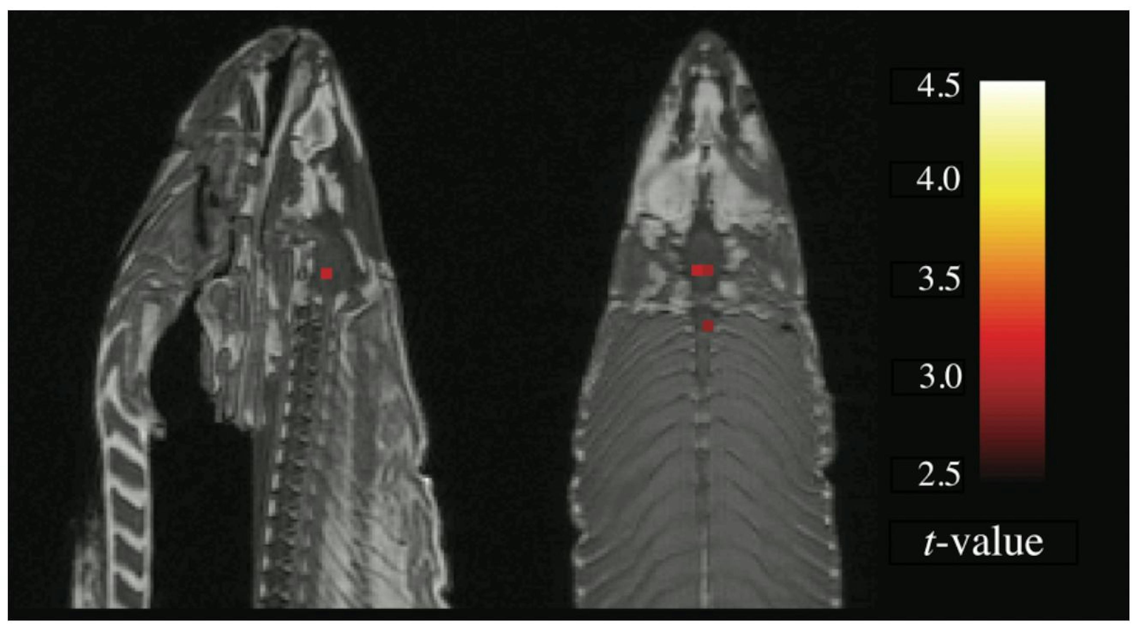 Each orange square is a voxel with brain activity! In a dead salmon!