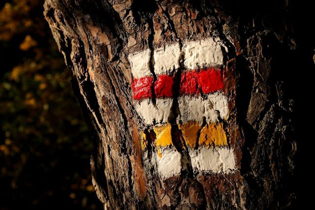 /what-are-decision-trees-in-machine-learning feature image