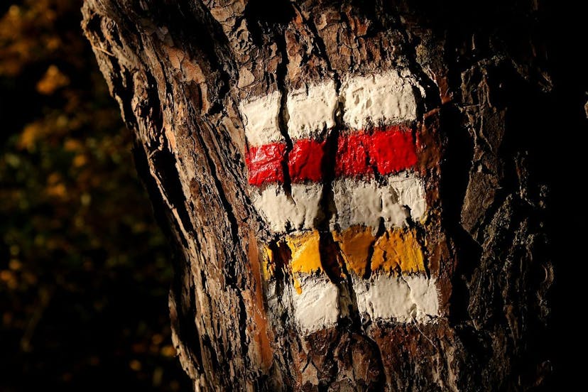 /what-are-decision-trees-in-machine-learning feature image