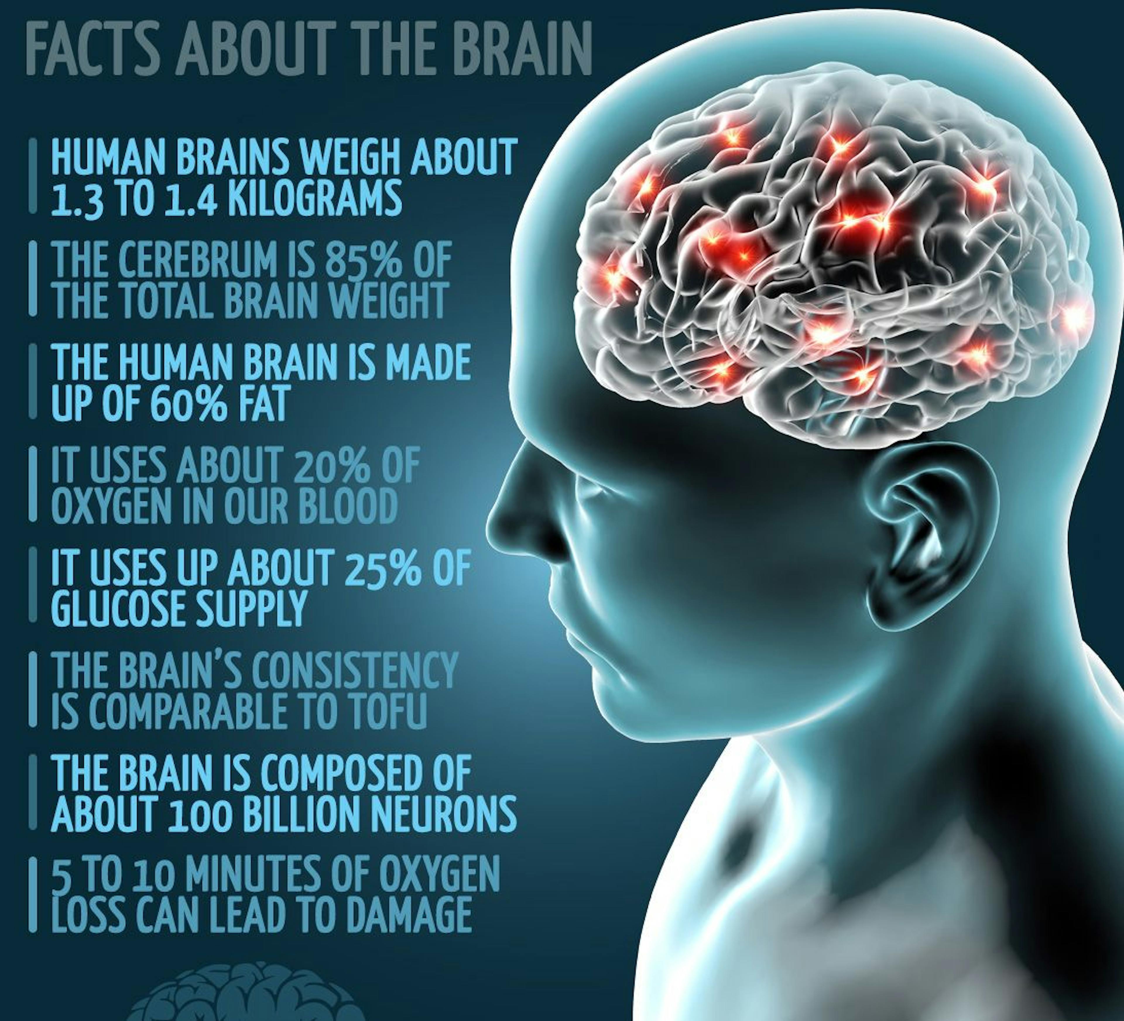 Interesting facts about the human brain