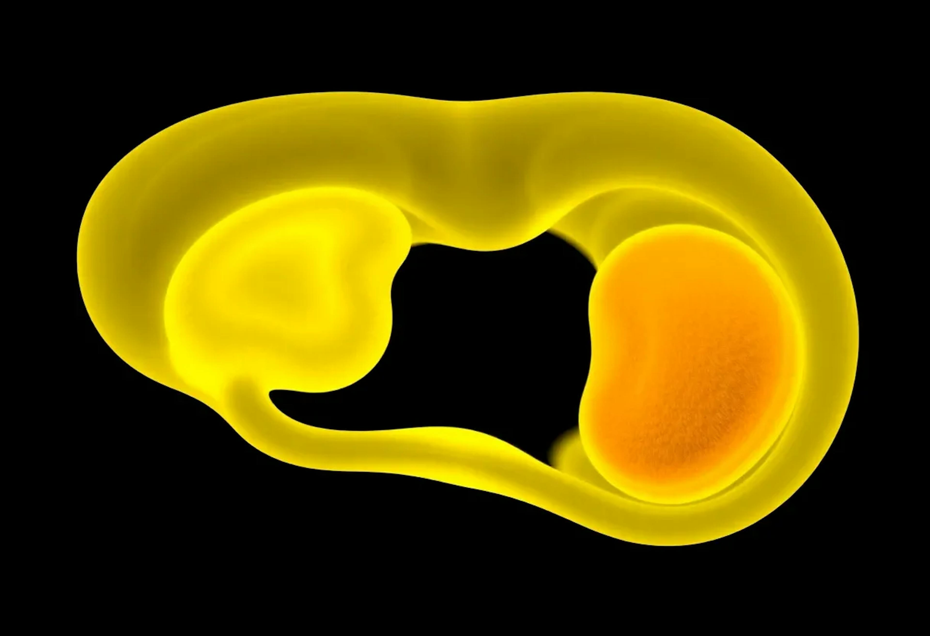 featured image - Micro-CT Scans Reveal the Bladder Isn’t Just a Simple Balloon