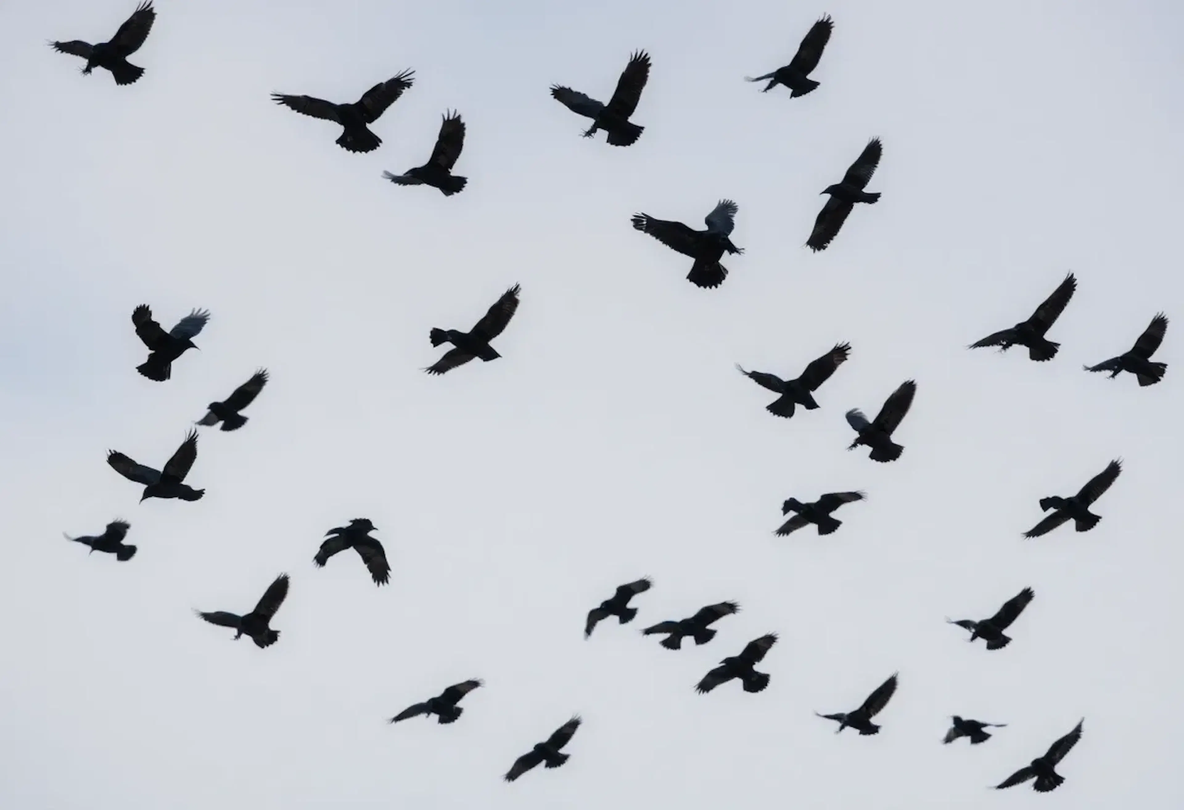 featured image - The Crow-9b-heretic Model by Crownelius: Here's What You Need to Know