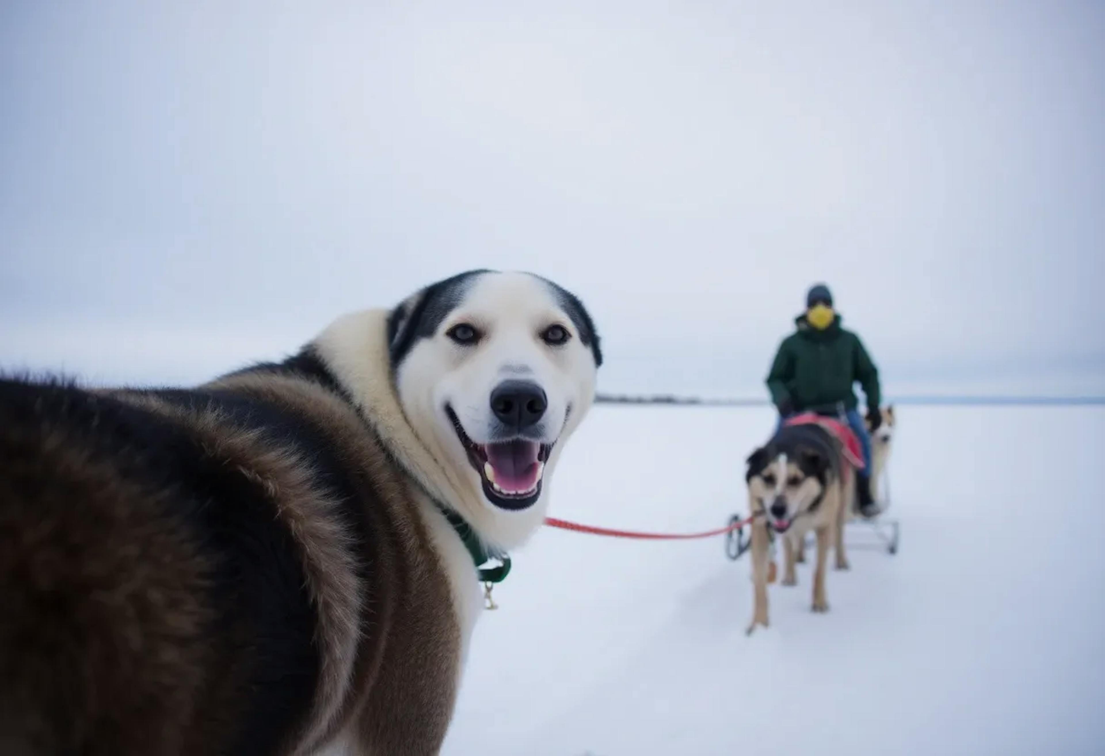 featured image - A Sled Dog’s Final Loyalty
