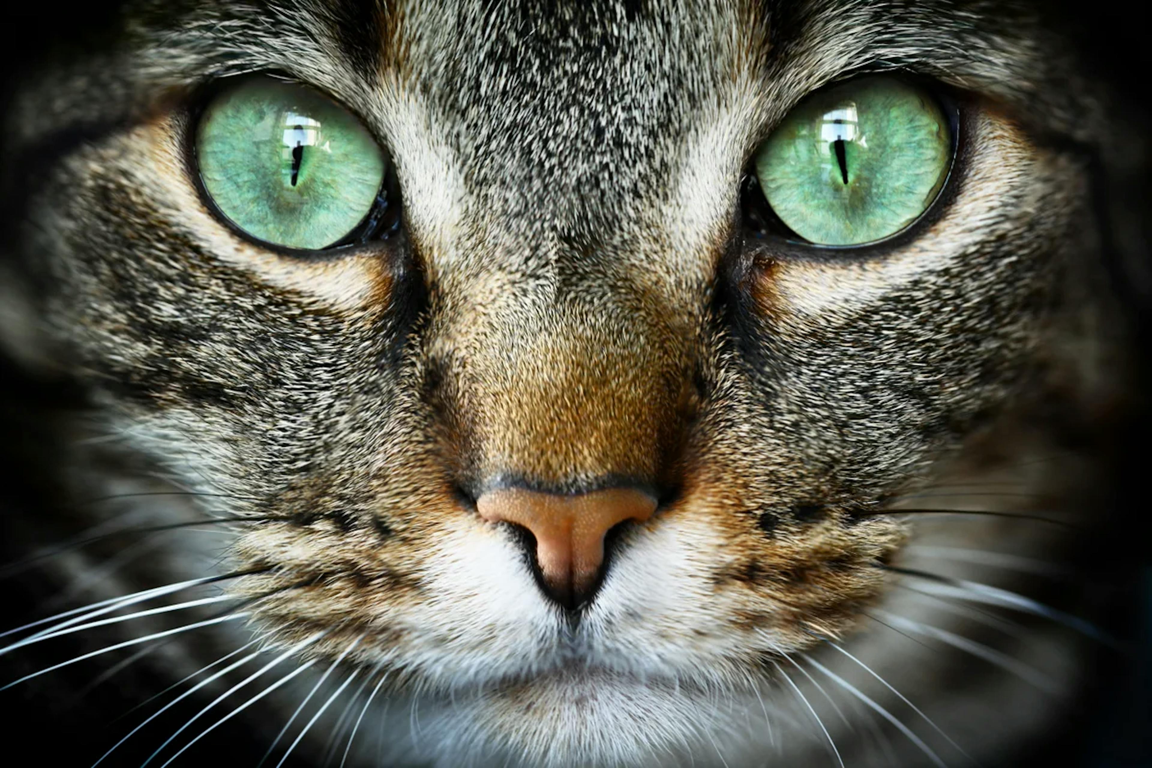 Isabel HackerNoon profile picture