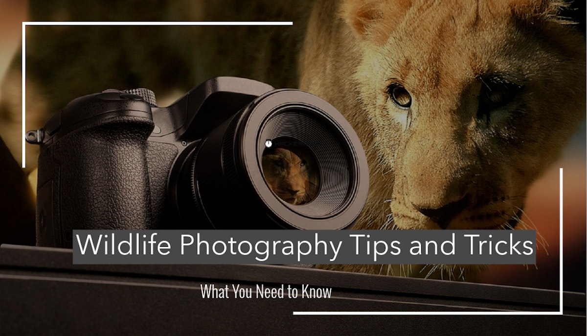 featured image - Wildlife Photography Tips and Tricks