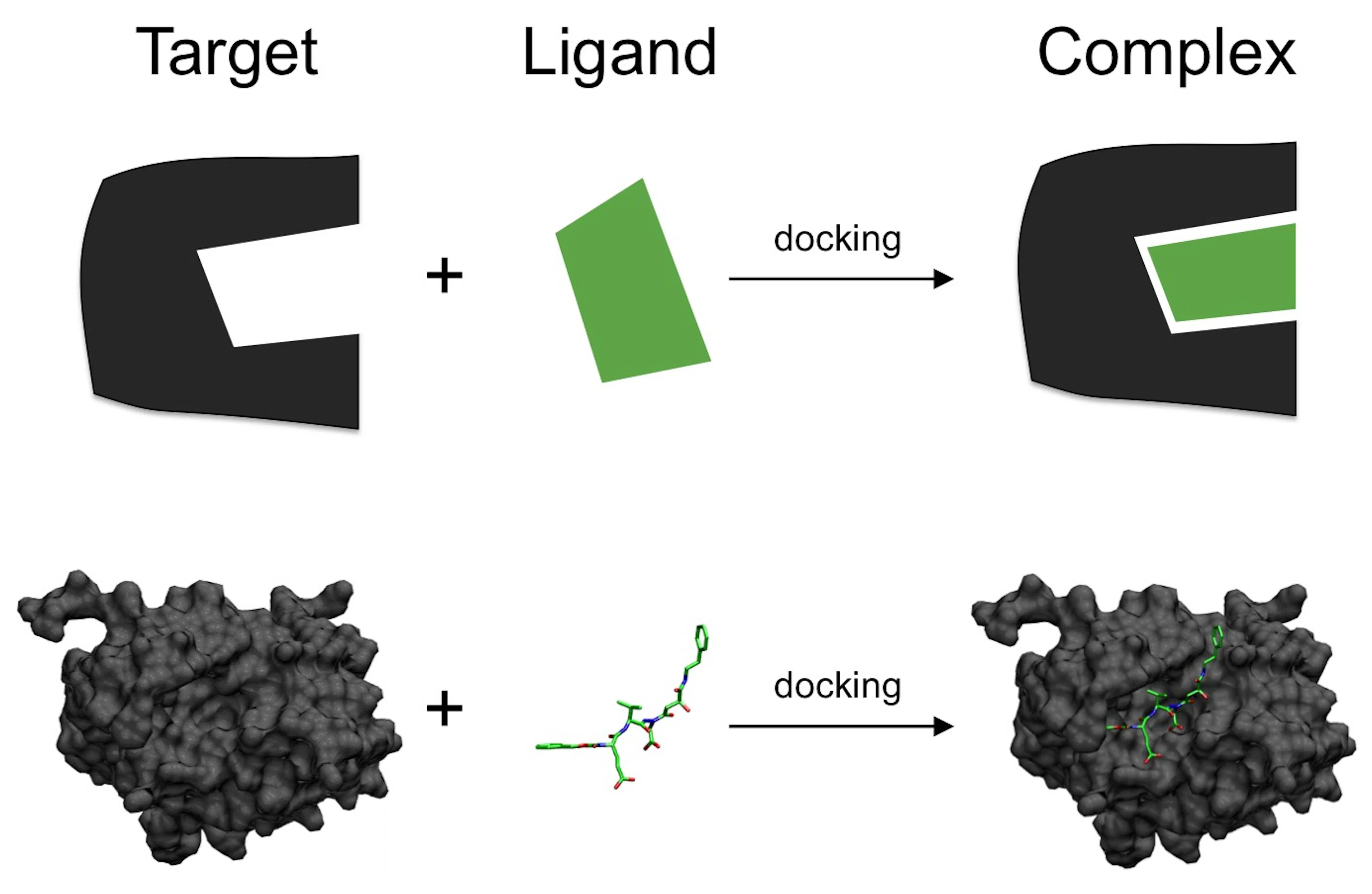 Diagram showing a target protein and a ligand combining into a docked complex
