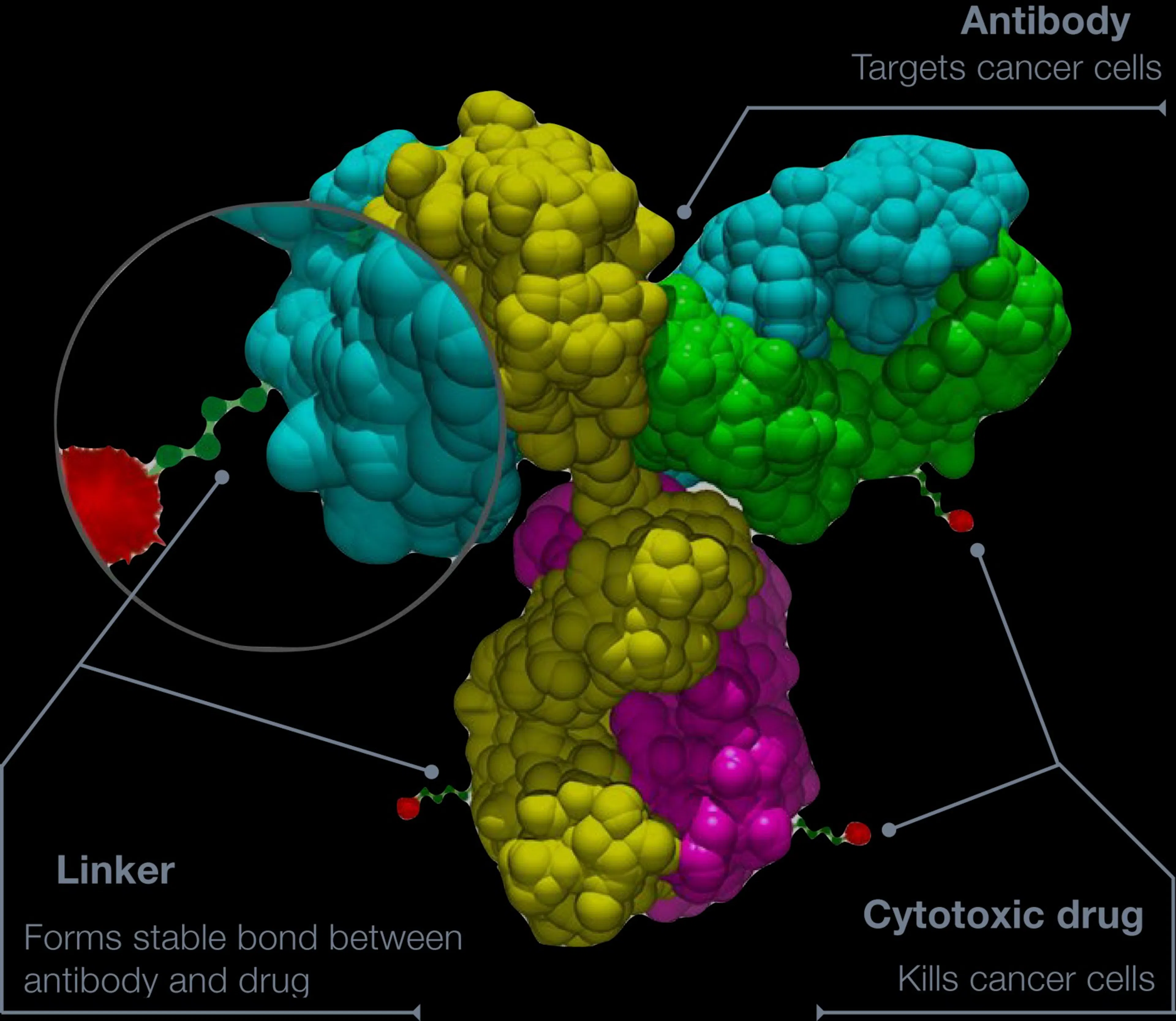 Annotated model of an antibody-drug conjugate showing antibody, linker and cytotoxic payload
