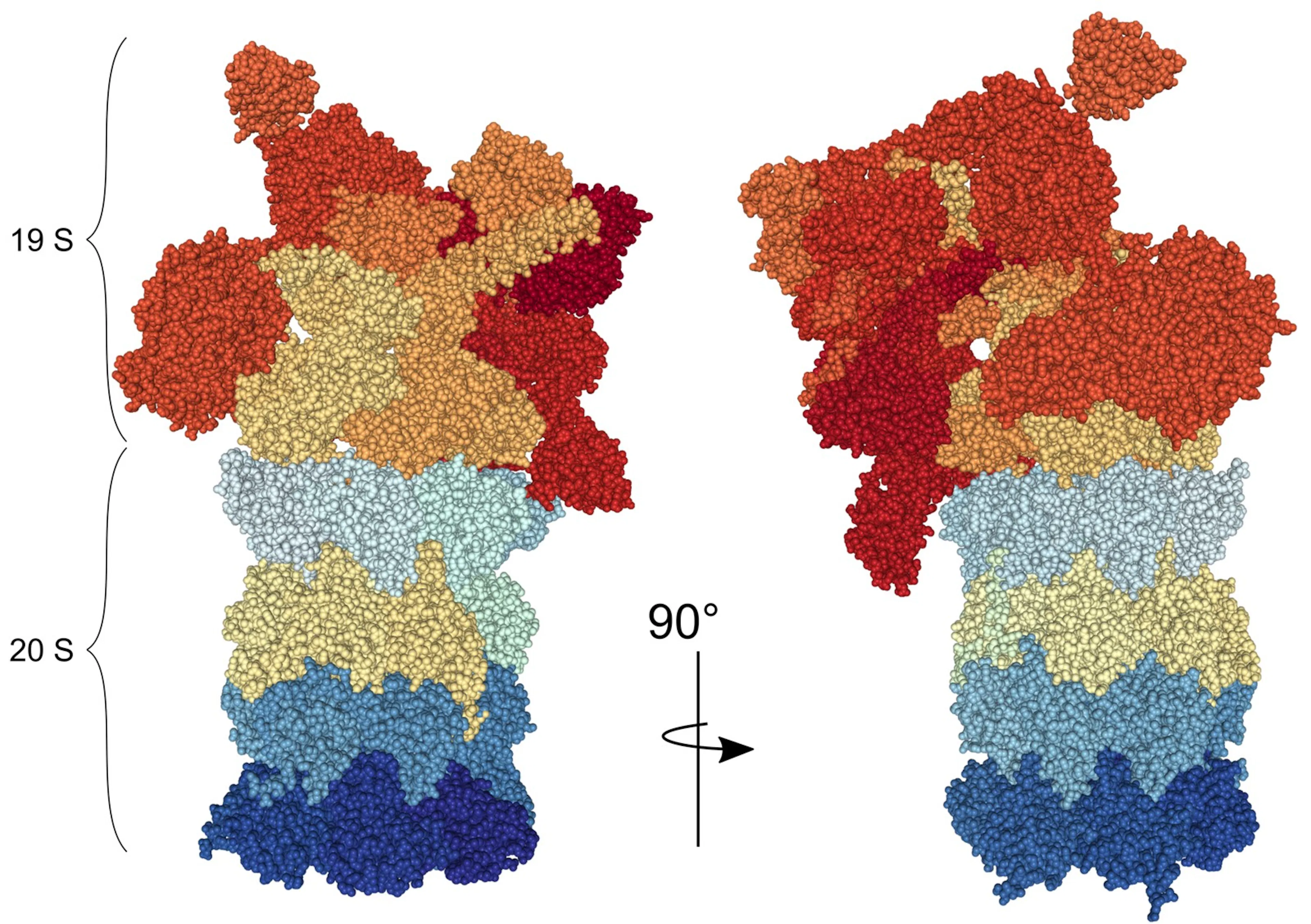 Structural model of the 26S proteasome, the cell's protein-shredding machine