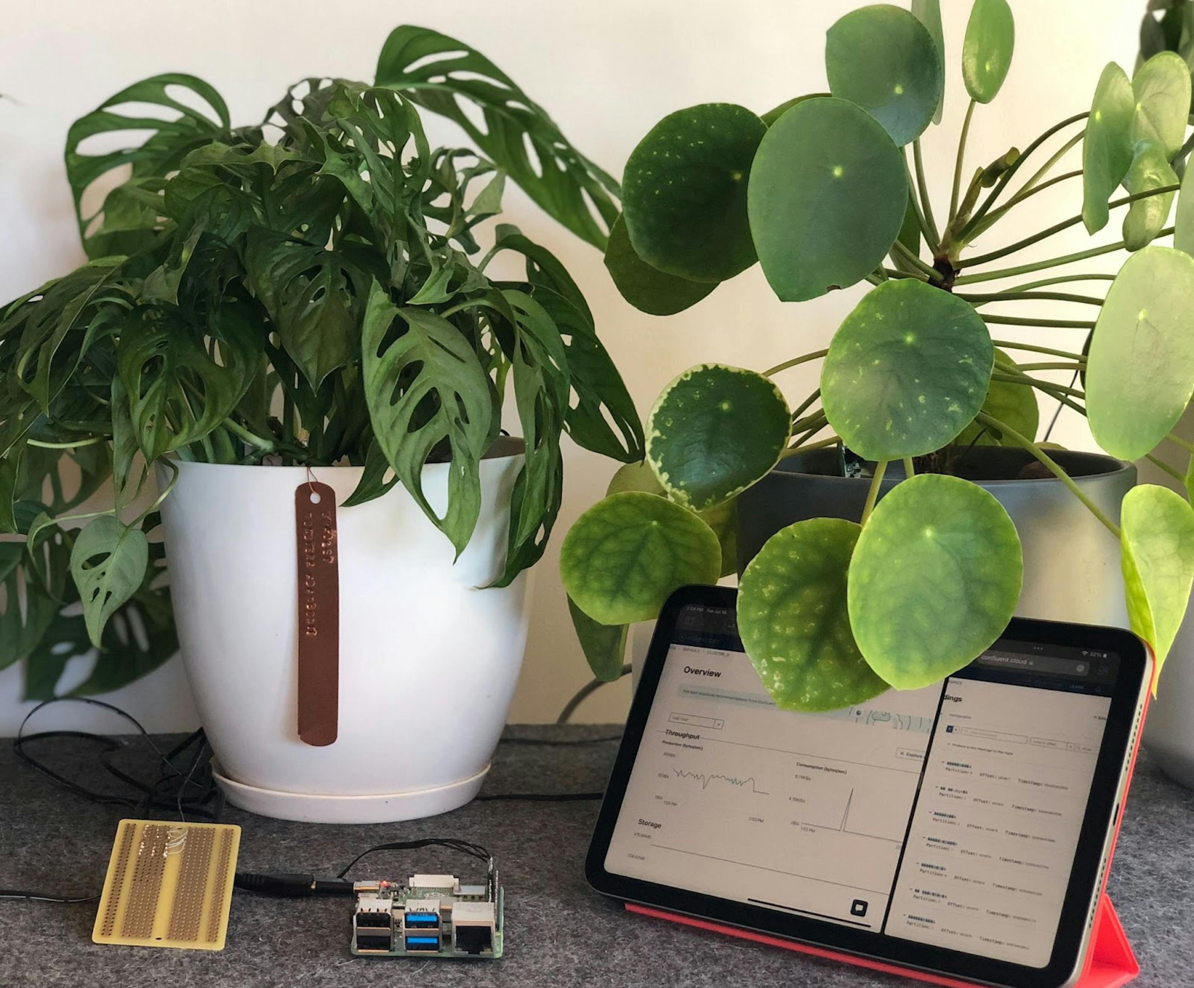 Some of the houseplants being monitored by this system.