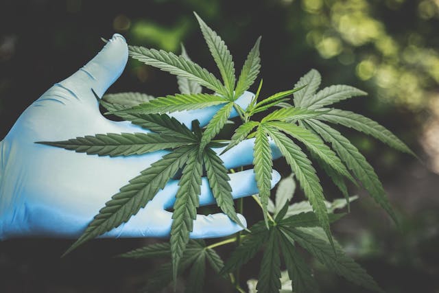 /technology-impact-on-the-cbd-business-and-healthcare feature image