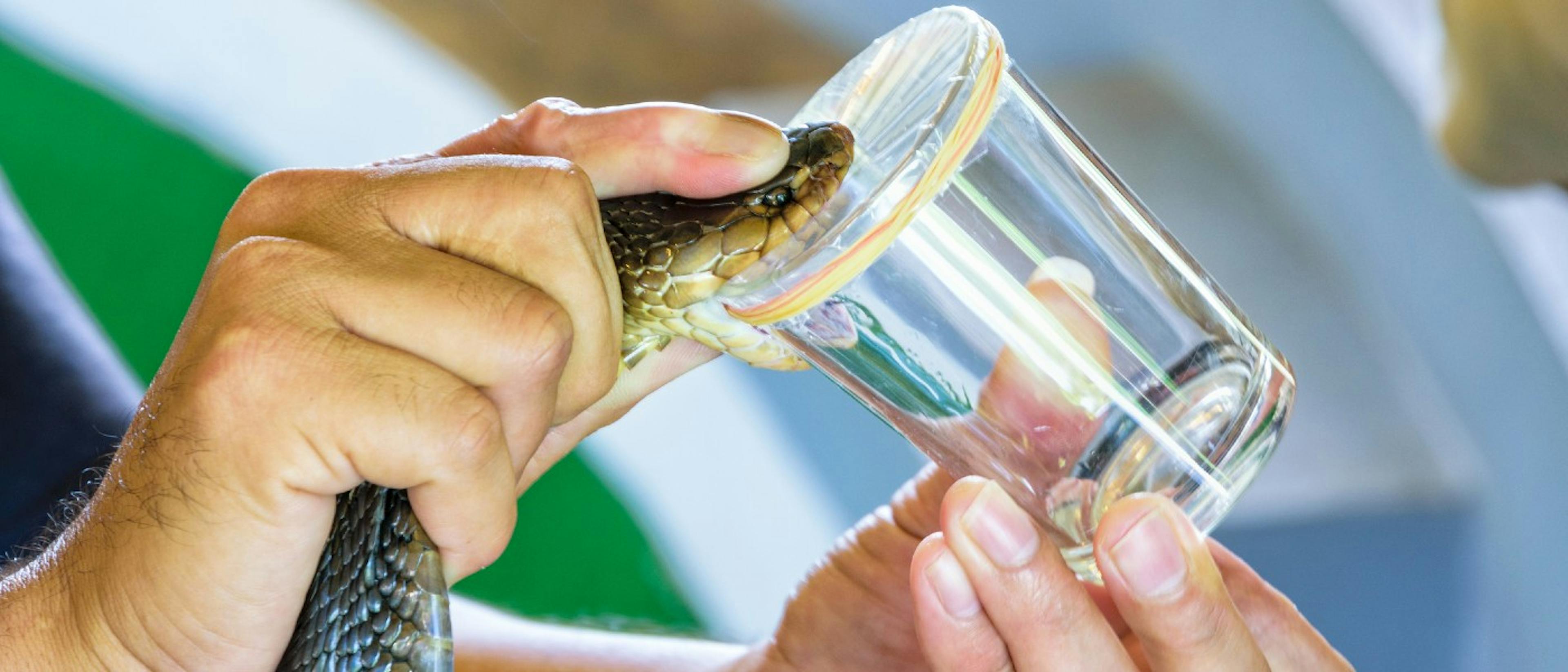 featured image - AI Is Now Creating Antidotes for Snake Venom