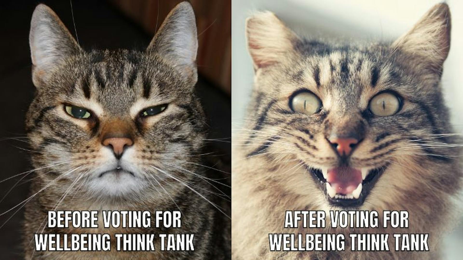 Meme's are good for your wellbeing.