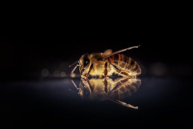 /define-and-backtest-crypto-algo-trading-strategies-with-bitfinex-honey-framework-toolkit-l1n34jq feature image