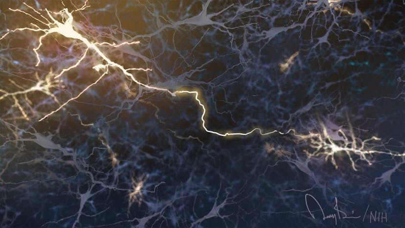 /free-will-refutation-of-a-new-neurology-primatology-book feature image