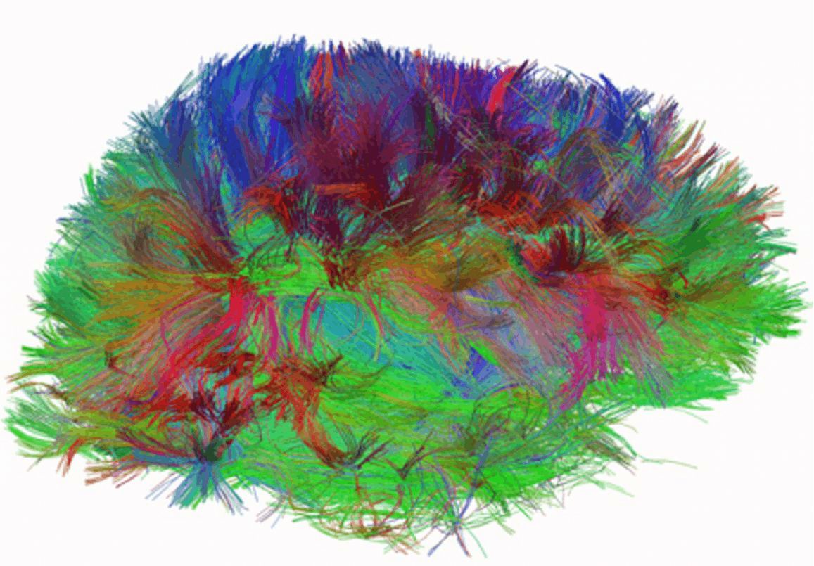 Fruit Fly Connectome: An Expansive Theory of Signals