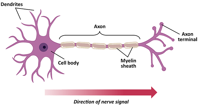 featured image - Neuroscience: The Conceptual Failure of EU’s Human Brain Project and the US BRAIN Initiative