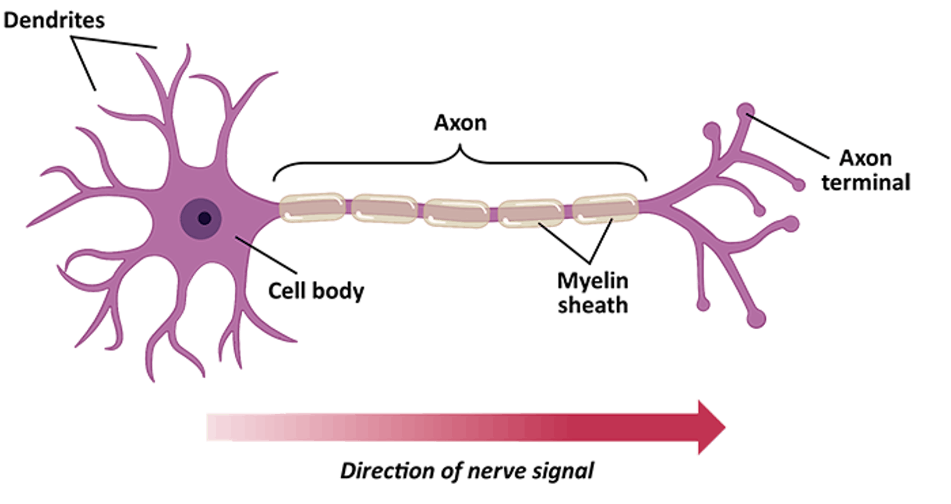 featured image - Neuroscience: The Conceptual Failure of EU’s Human Brain Project and the US BRAIN Initiative