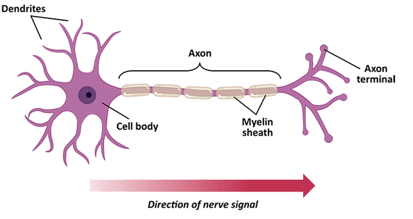 /neuroscience-the-conceptual-failure-of-eus-human-brain-project-and-the-us-brain-initiative feature image