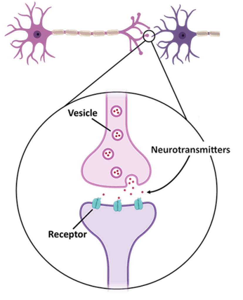 featured image - Sentience: Action Potentials—Neurotransmitters and the Theory of Consciousness