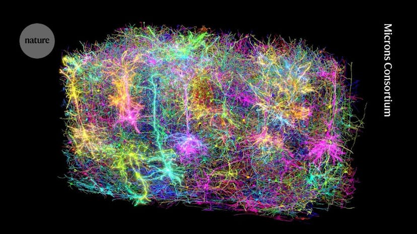 /nih-brain-initiative-connectome-science-represents-a-false-mind-map feature image