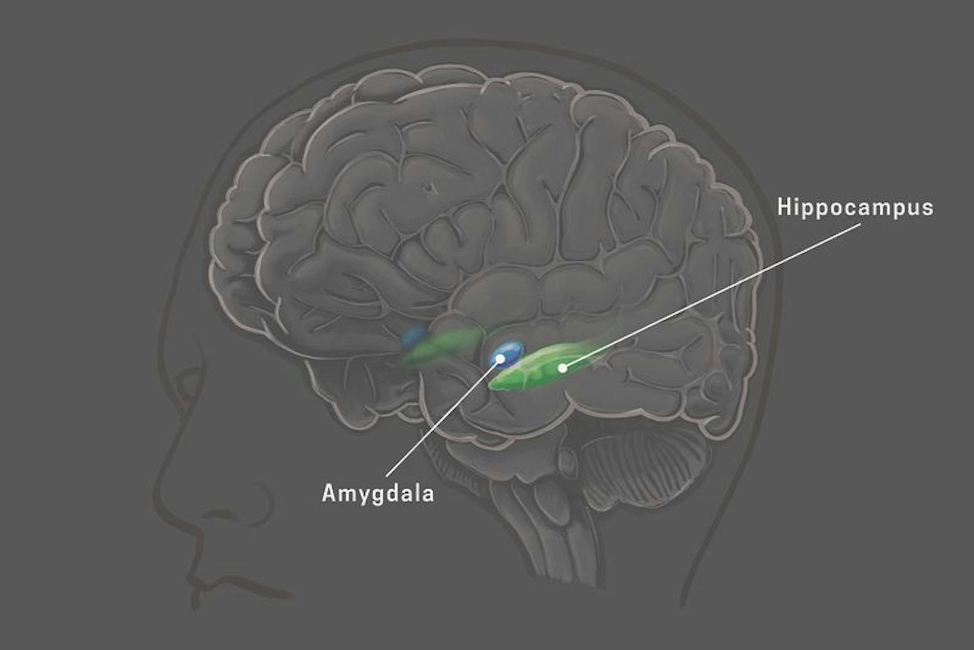 featured image - Predictive Coding: What Is Special About the Human Brain? Not Much