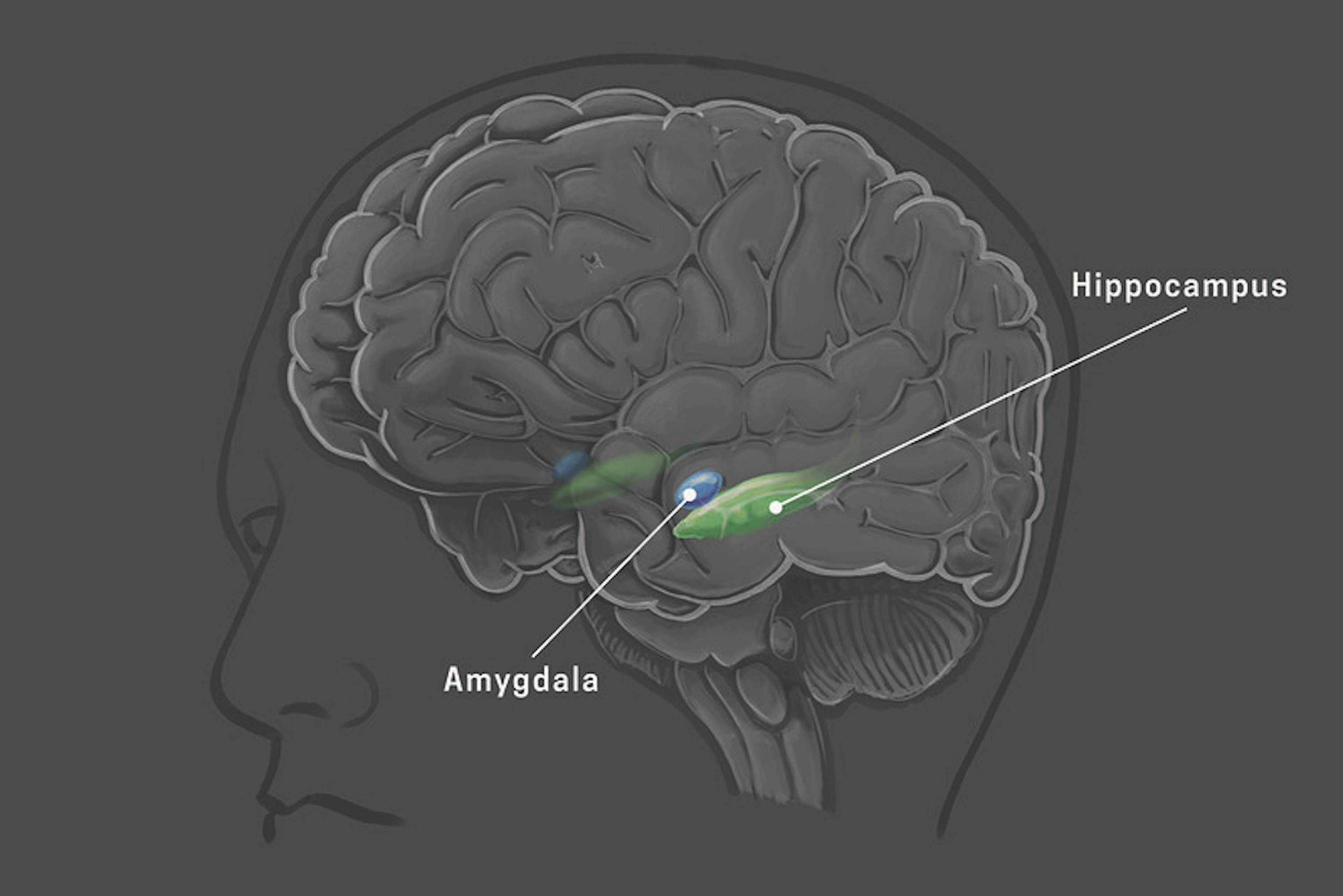  Human Intelligence Research Lab