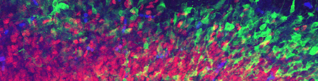 /mapping-the-mind-can-mice-brains-help-harvard-researchers-chart-the-human-connectome feature image