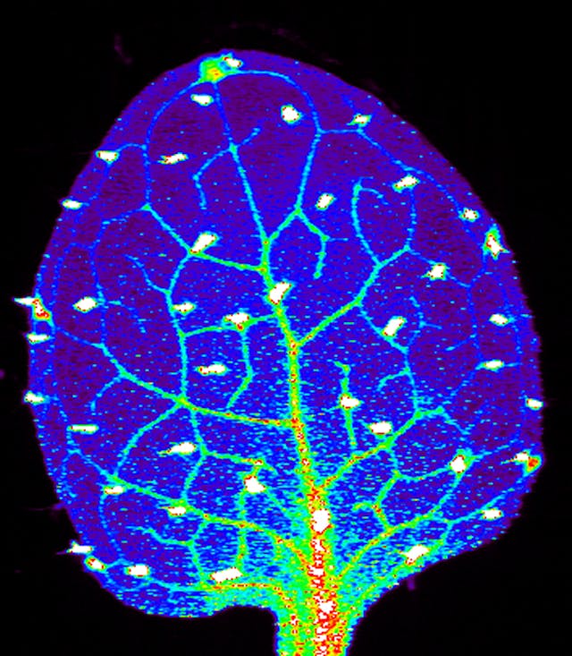 /ai-plants-and-panpsychism-interrogating-the-meaning-of-consciousness feature image