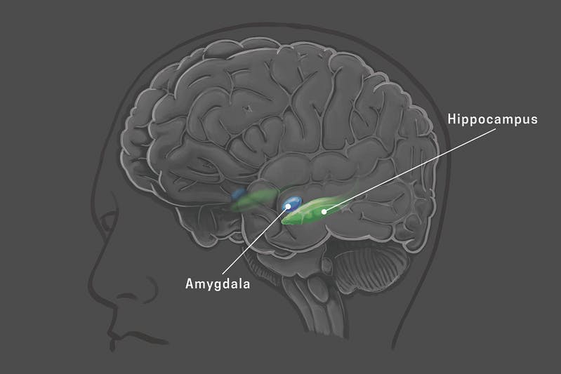 featured image - Neuroscience, Particle Physics: Does e = mc^2 Have a Parallel in the Human Mind?