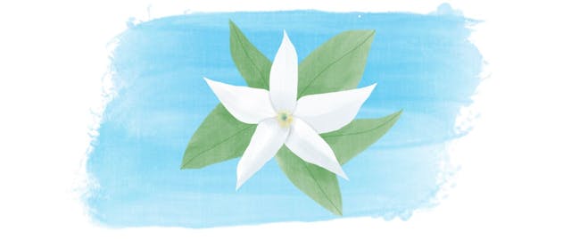 /how-to-write-your-first-unit-test-with-jasmine feature image